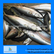 frozen mackerel for fish